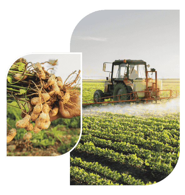 Large scale sustainable mustard farming