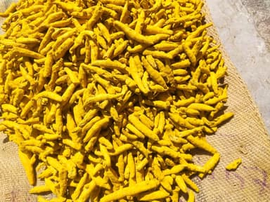 Nizamabad Turmeric Fingers